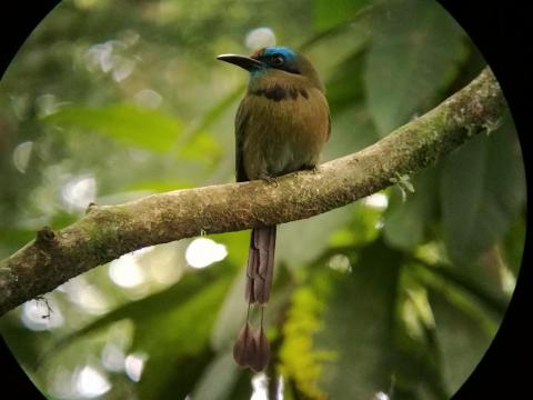 Birding_La_Fortuna_Costa_Rica