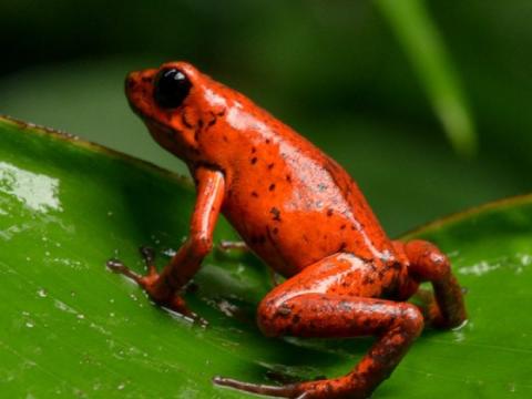 Frog_sanctuary_costa_rica_outhikers4_800x600_1