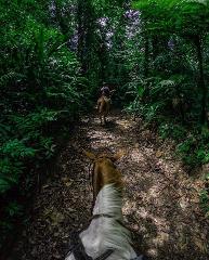 Horse back riding to the Arenal Volcano or Arenal River (GOA)