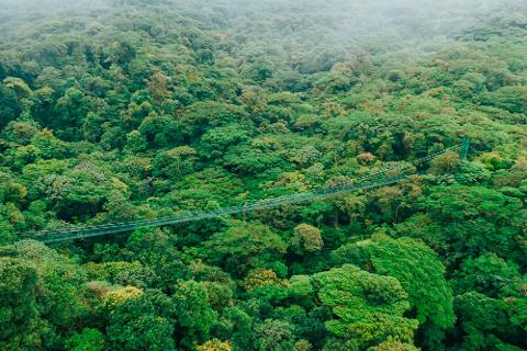 Hanging Bridges Selvatura Park