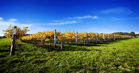 Tamborine Winery Tour