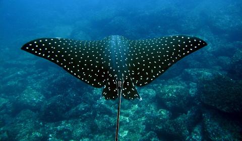 Snorkeling_costa_rica