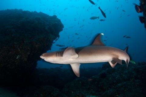 exlg_white_tip_reef_shark_cano_island