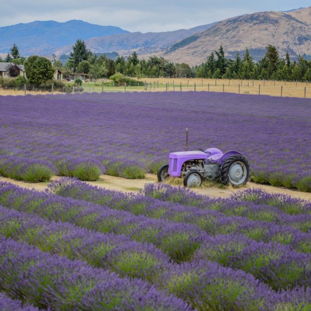 Heli Lavender Farm Explorer