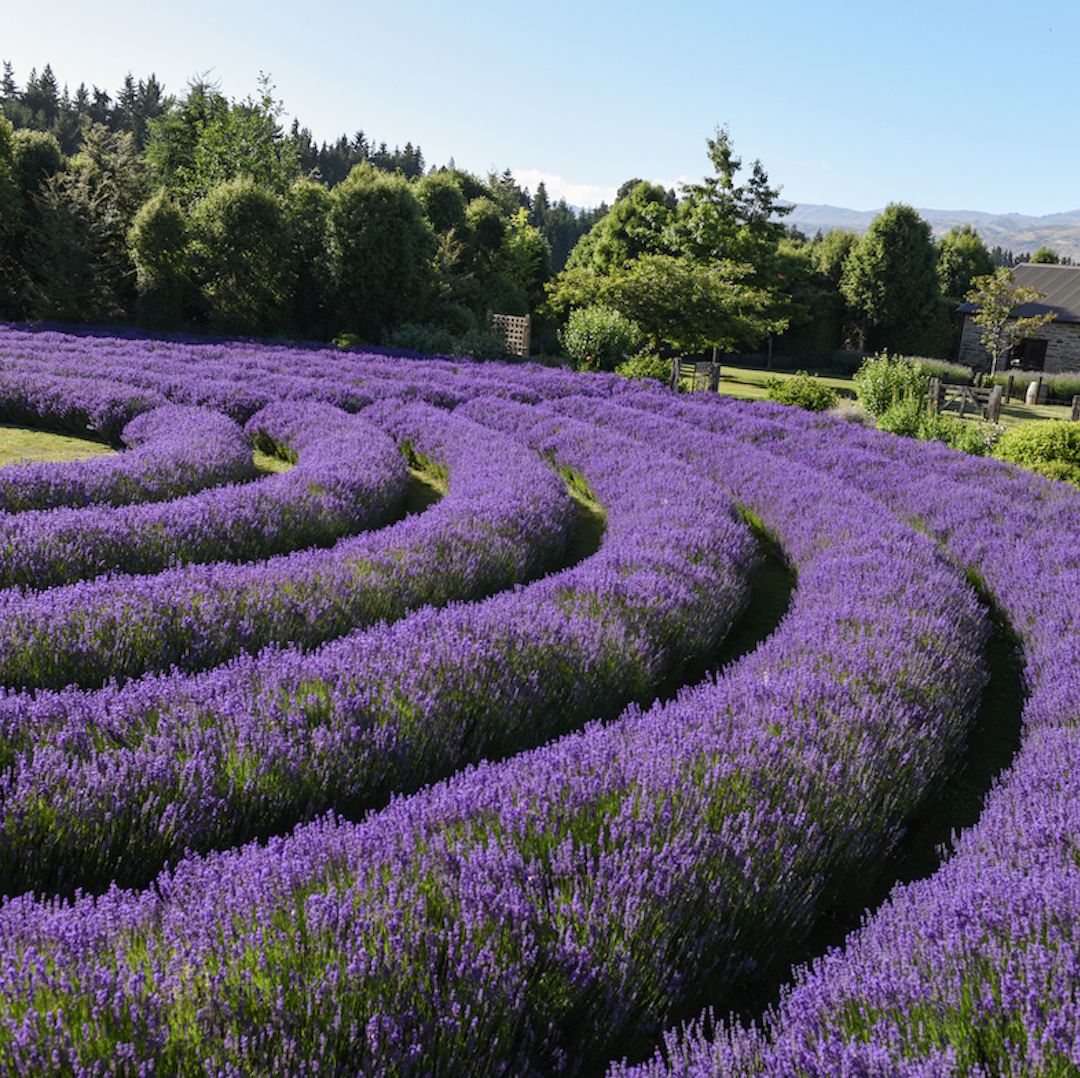 Heli Lavender Farm Ultimate