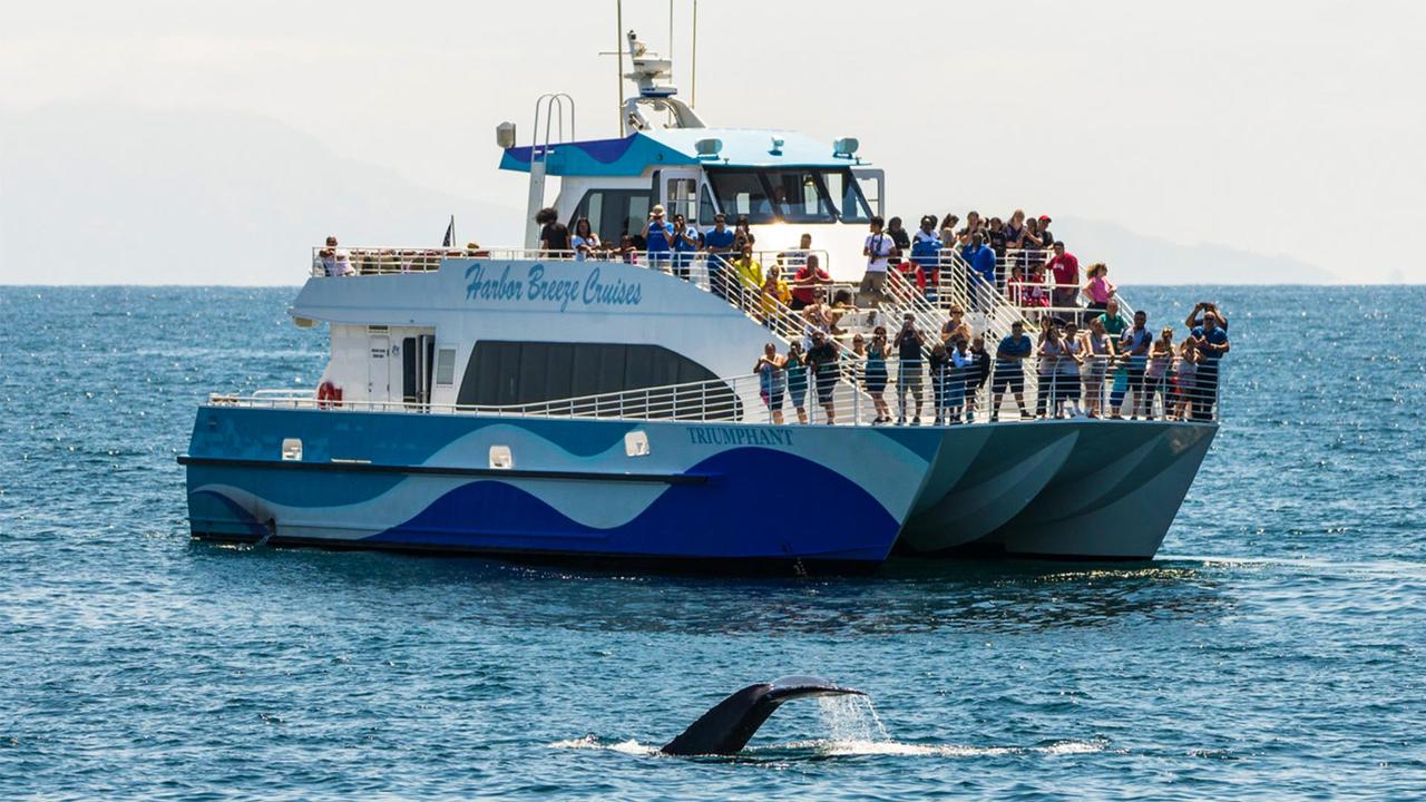 Whale Watching from LONG BEACH