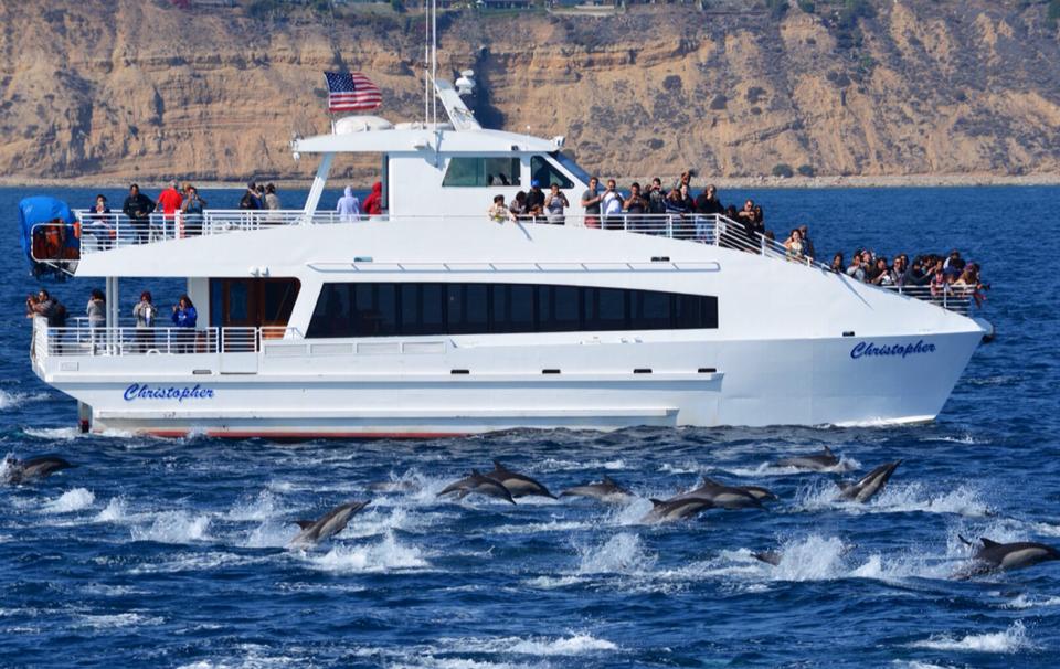 Whale Watching from SAN PEDRO - LA Waterfront Cruises Reservations