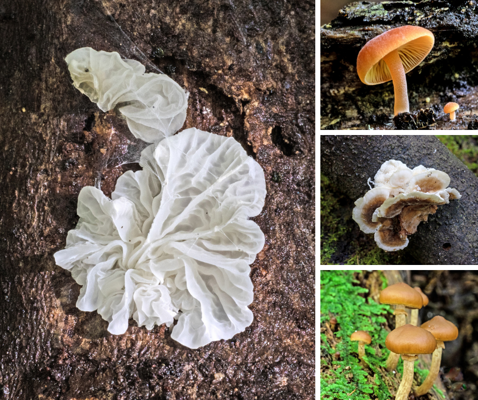 Guided fungi walk (supporter pricing)