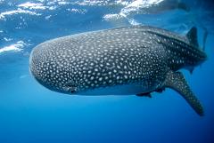 Sensational Sharks