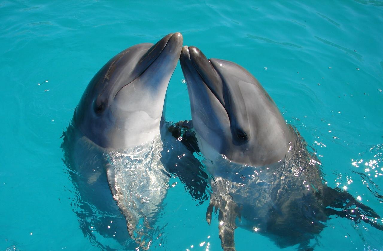 Delightful Dolphins - School Holiday Program