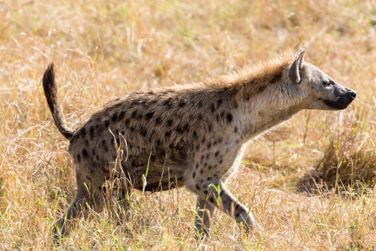 Affordable Tanzania Serengeti Safari