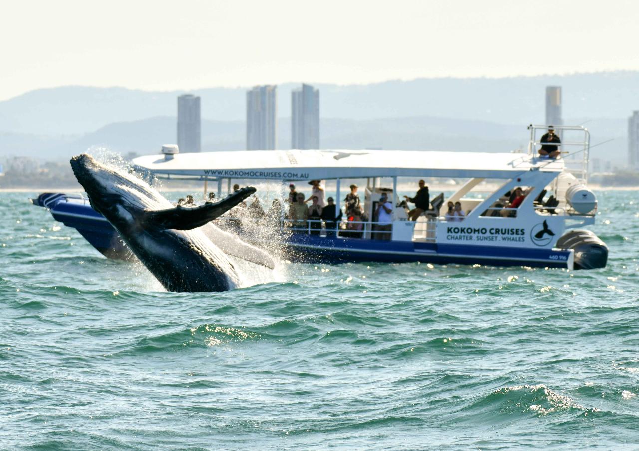 2.5hr Whale Watching Cruise