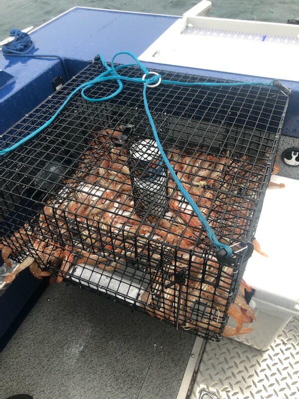 Spot Prawns/Shrimping in Sequim (FULL BOAT BOOKING ONLY)