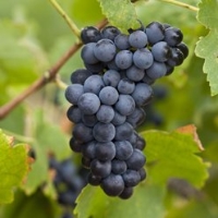 1. Explore Australian Shiraz (7pm - 9pm)