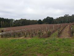  Langhorne Creek,  Small Group  Cellar Door  Winery Tour