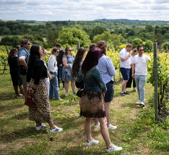 May 4th - Bank Holiday Vineyard Walk, Tour + Tasting  