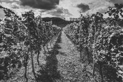 Winter Vineyard & Winery Tour
