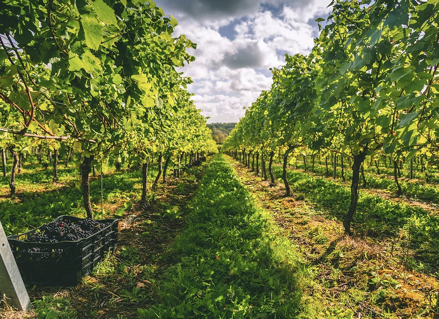 Vineyard Tour & Tasting - with optional lunch