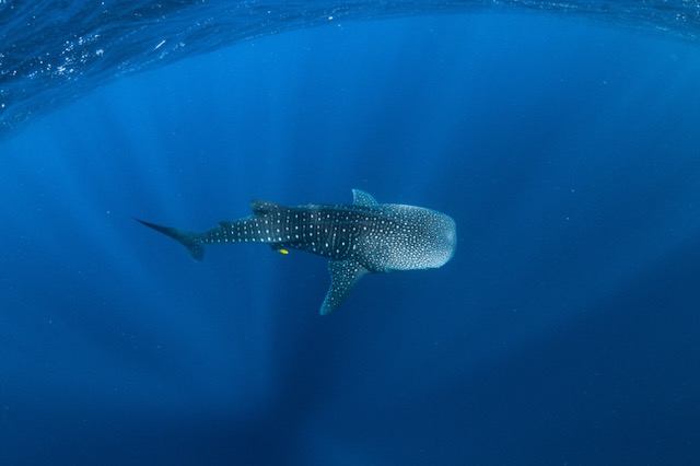 WHALESHARK ODYSSEY