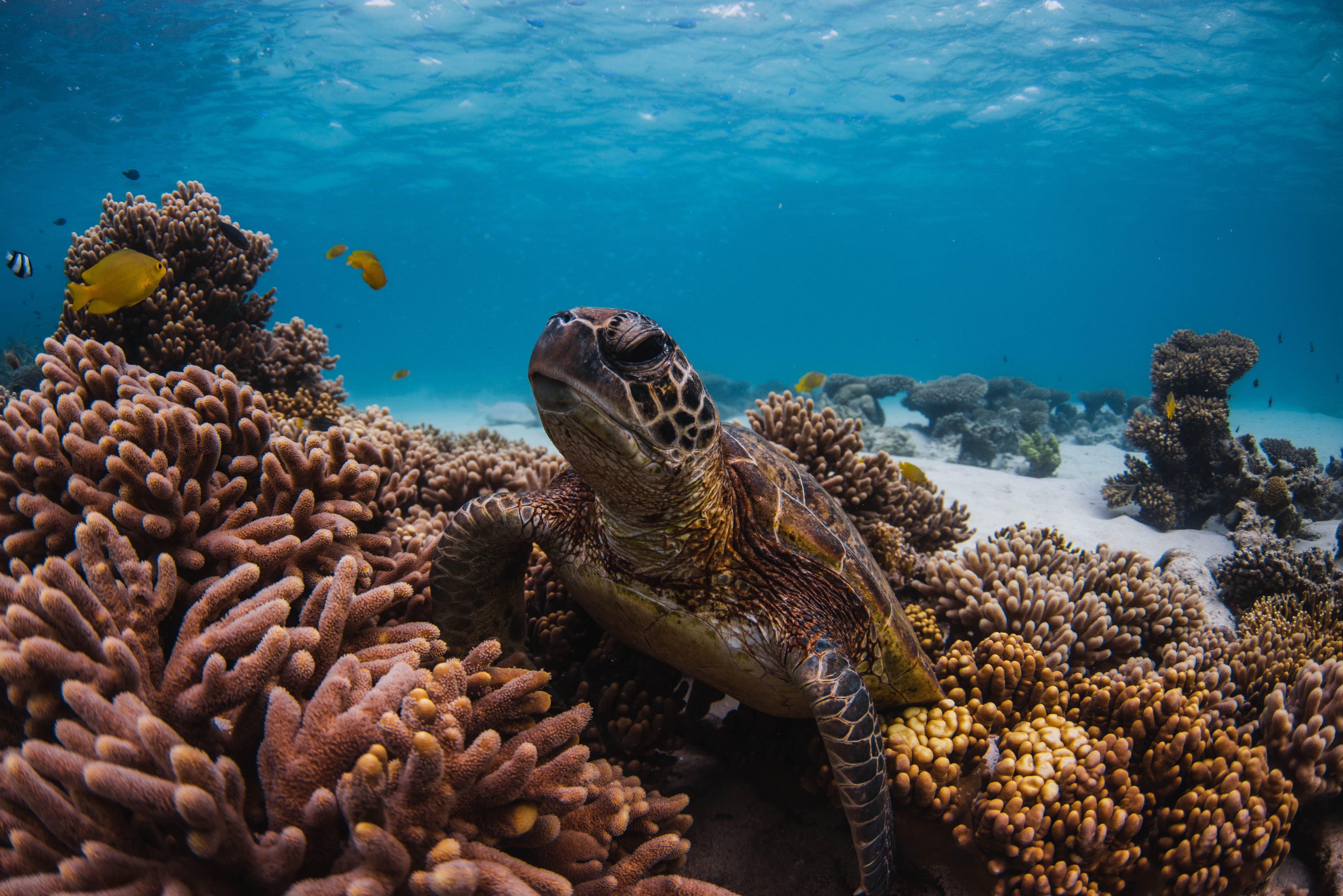 BEST OF NINGALOO MANTAS AND MORE