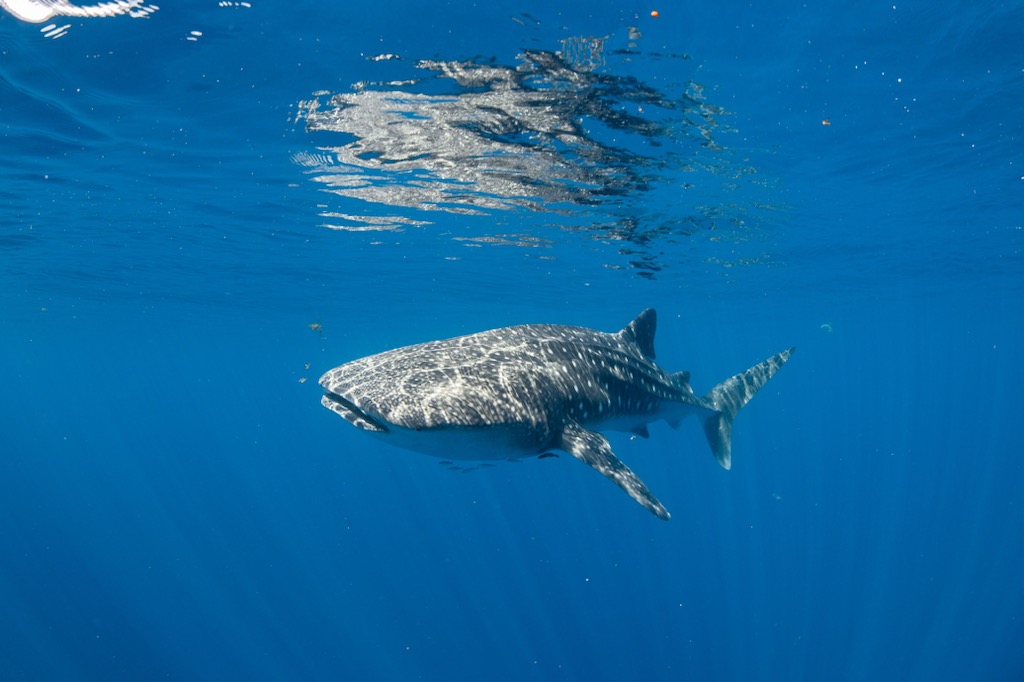 WHALESHARK ODYSSEY