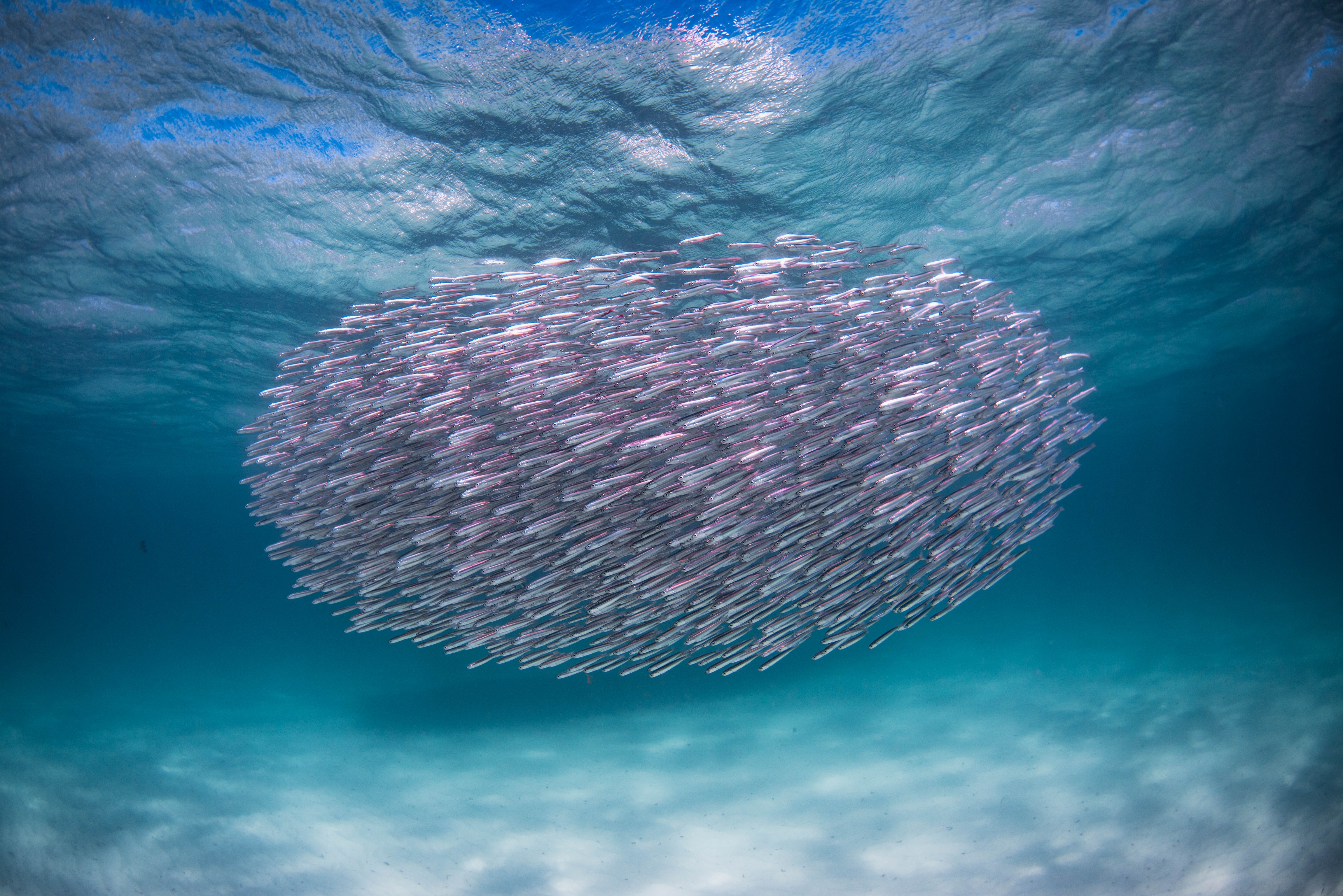 BEST OF NINGALOO MANTAS AND MORE
