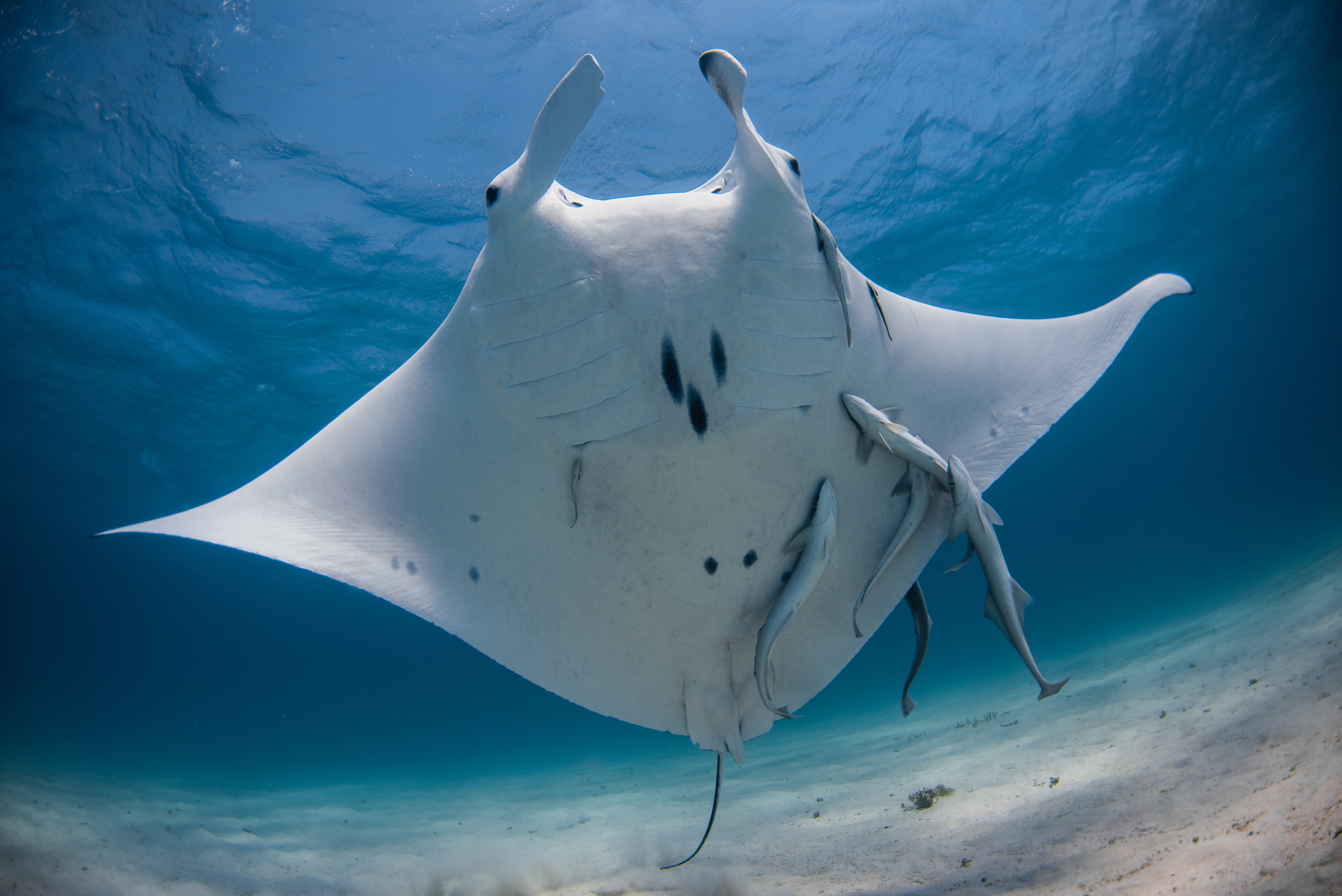 BEST OF NINGALOO MANTAS AND MORE