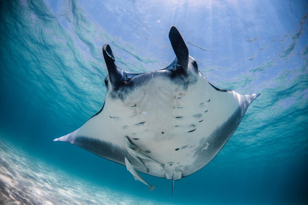 HALF DAY MANTA SNORKEL
