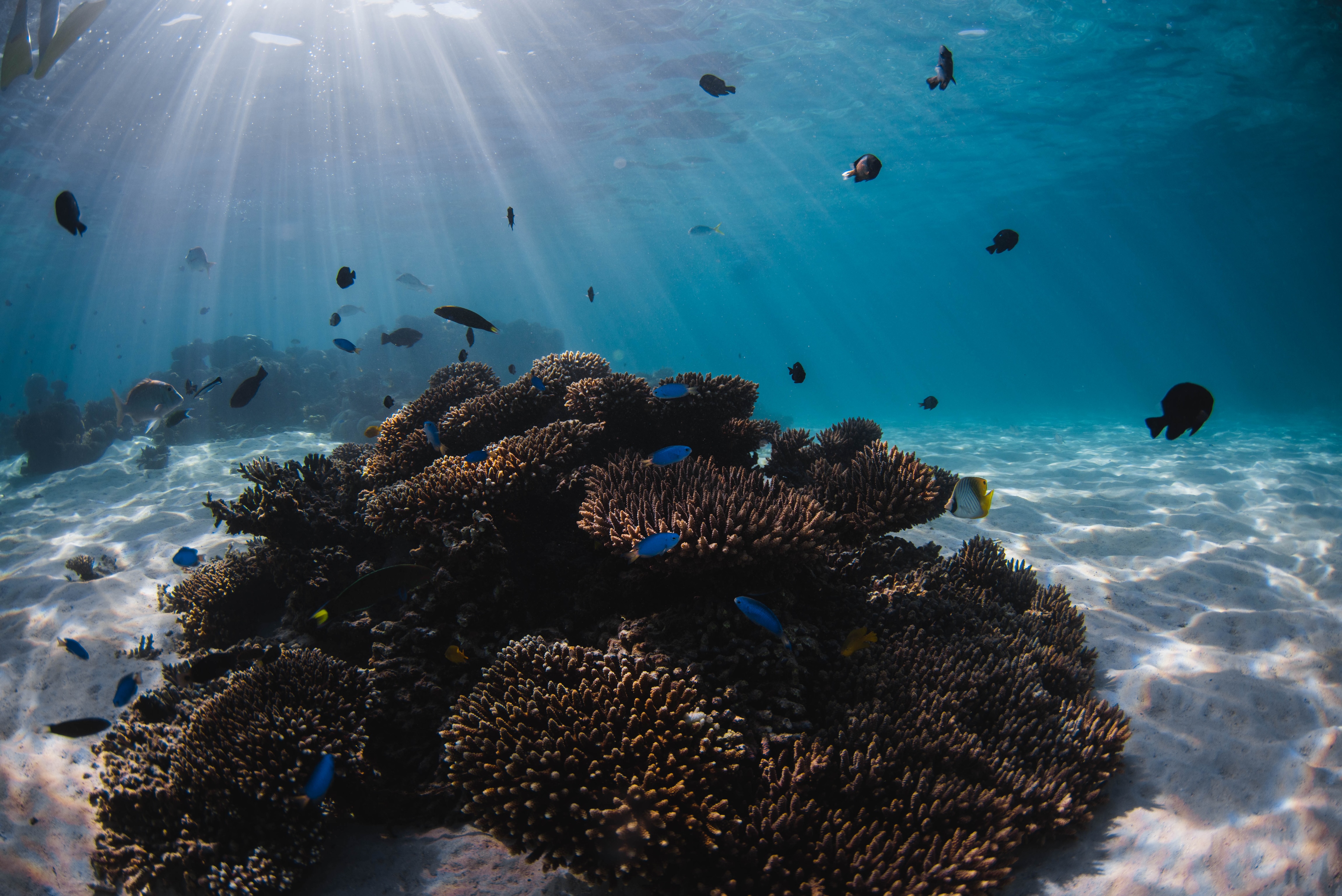 BEST OF NINGALOO MANTAS AND MORE