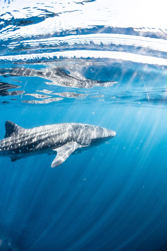 WHALESHARK ODYSSEY