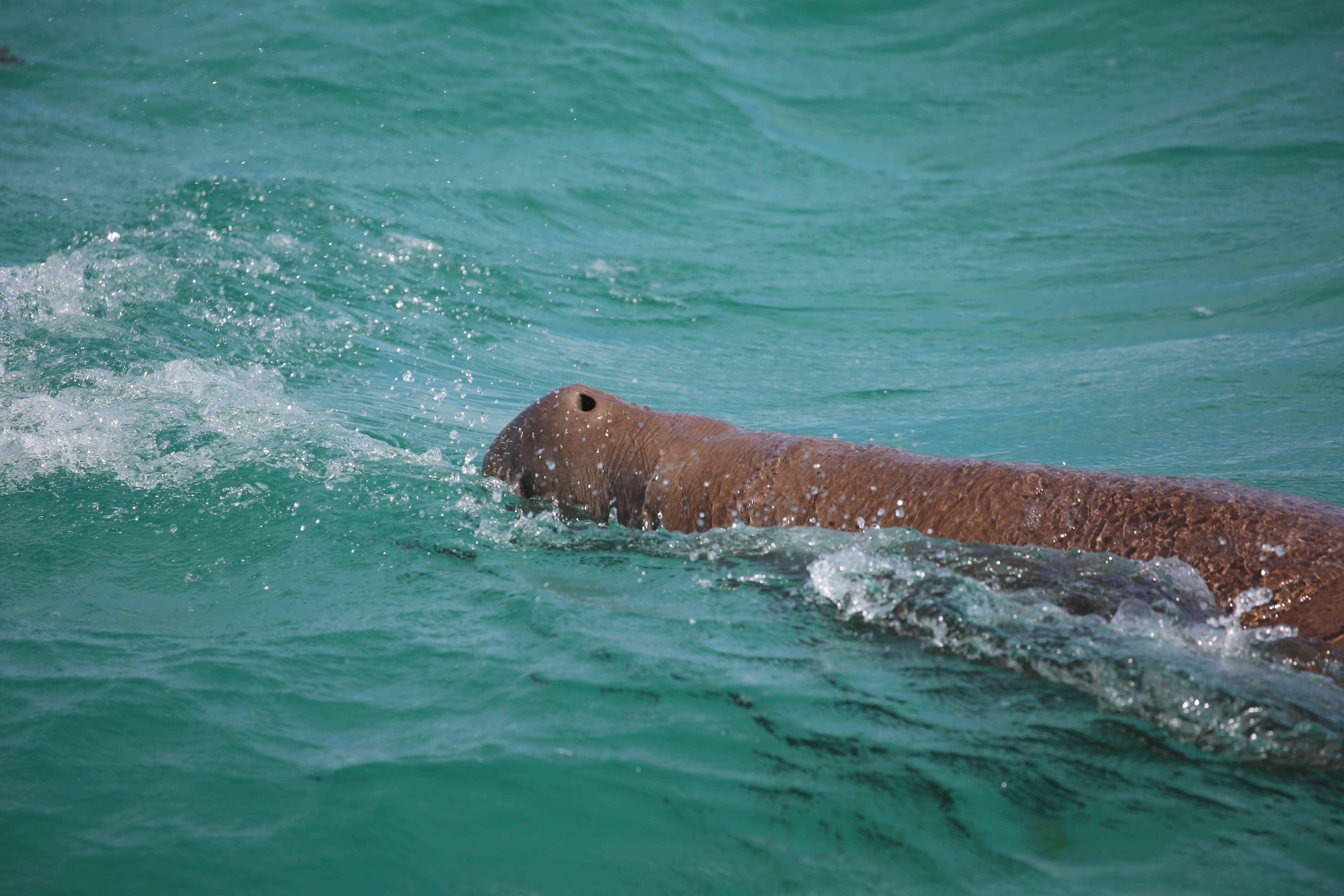 BEST OF NINGALOO MANTAS AND MORE