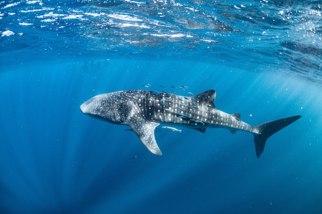 WHALESHARK ODYSSEY