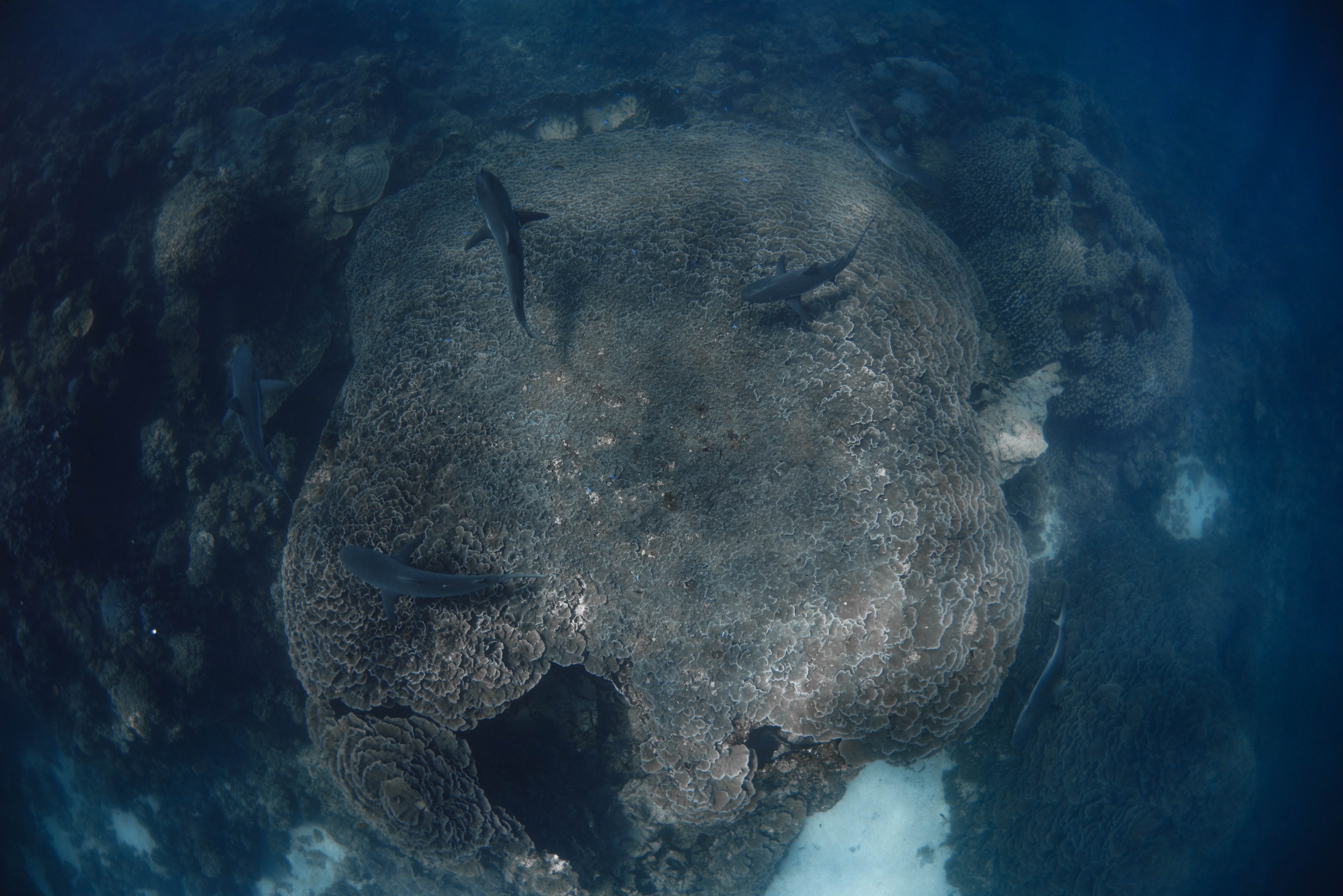 BEST OF NINGALOO MANTAS AND MORE