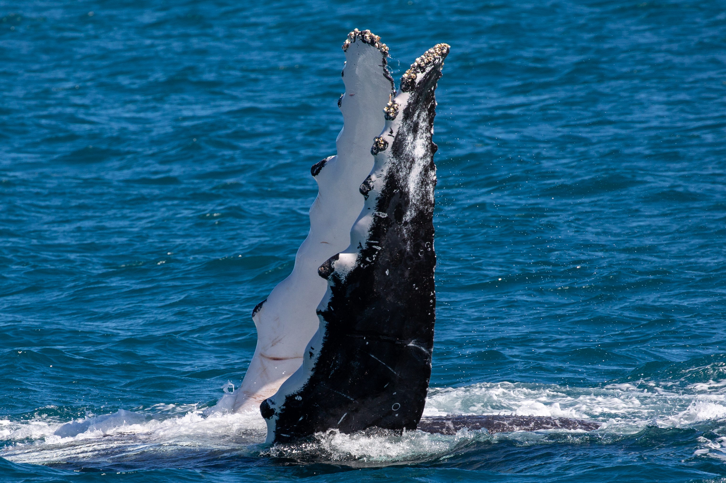 BEST OF NINGALOO MANTAS AND MORE
