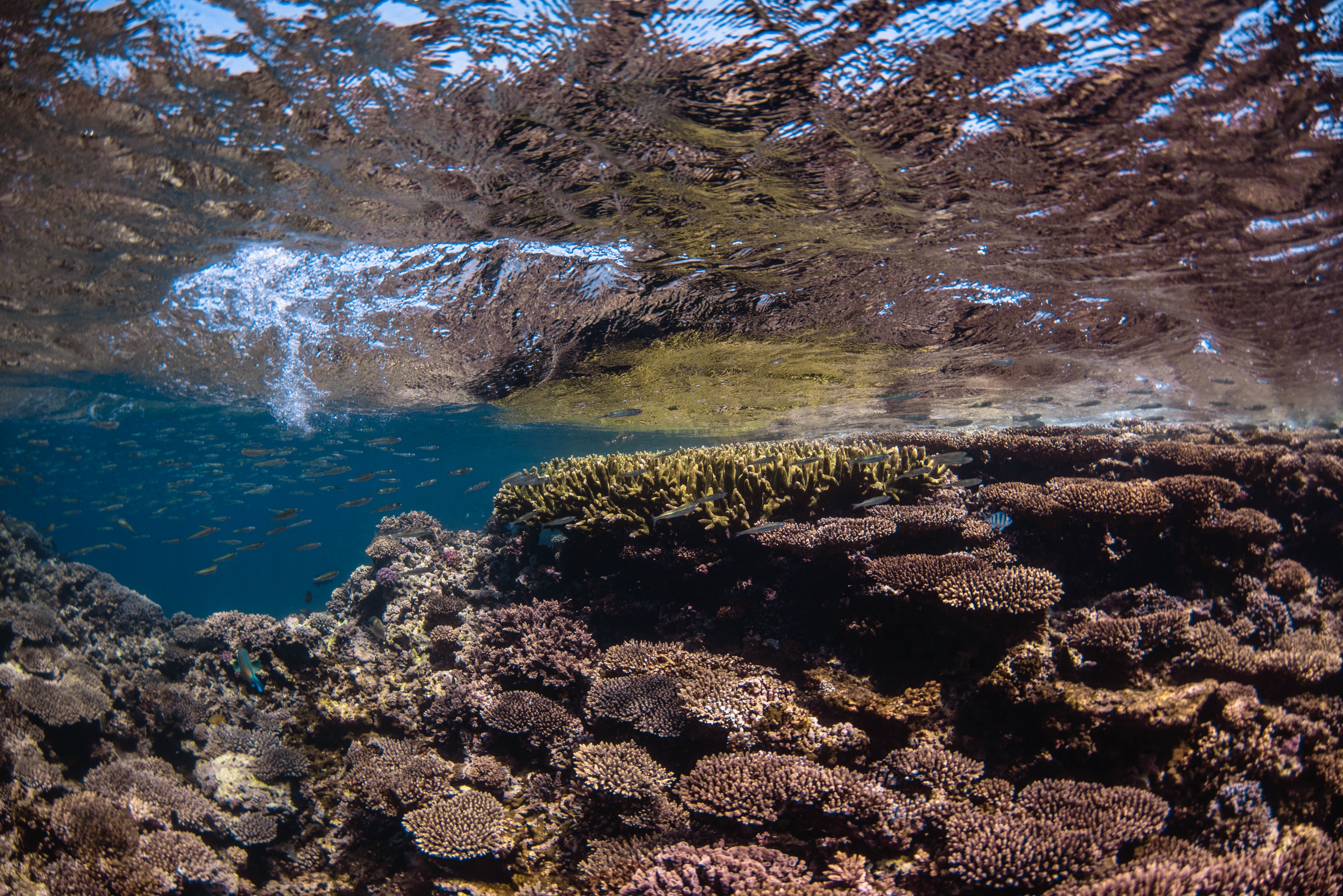 BEST OF NINGALOO MANTAS AND MORE