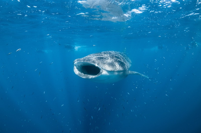 WHALESHARK ODYSSEY