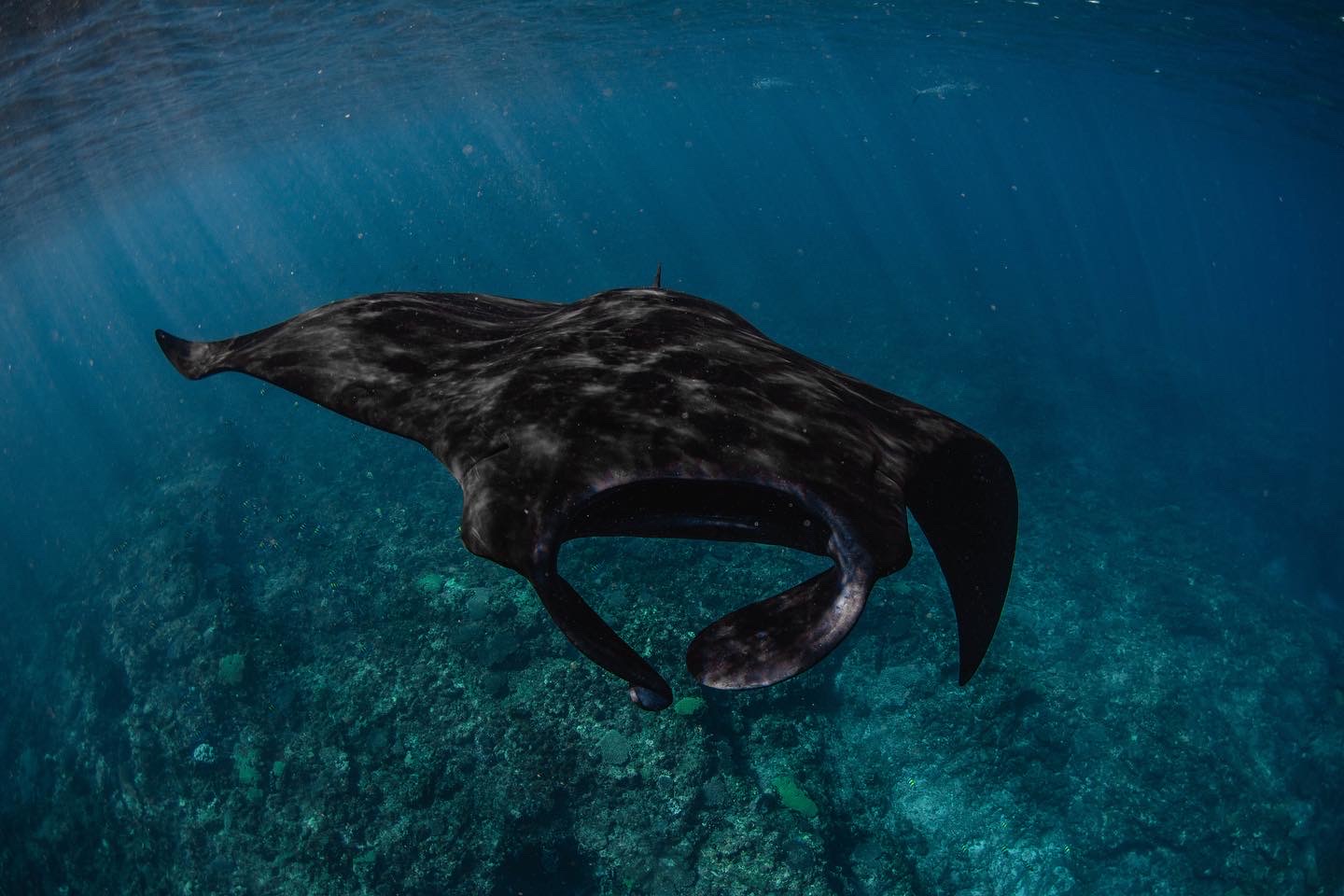 BEST OF NINGALOO MANTAS AND MORE