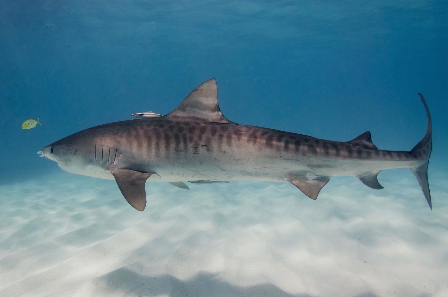 BEST OF NINGALOO MANTAS AND MORE