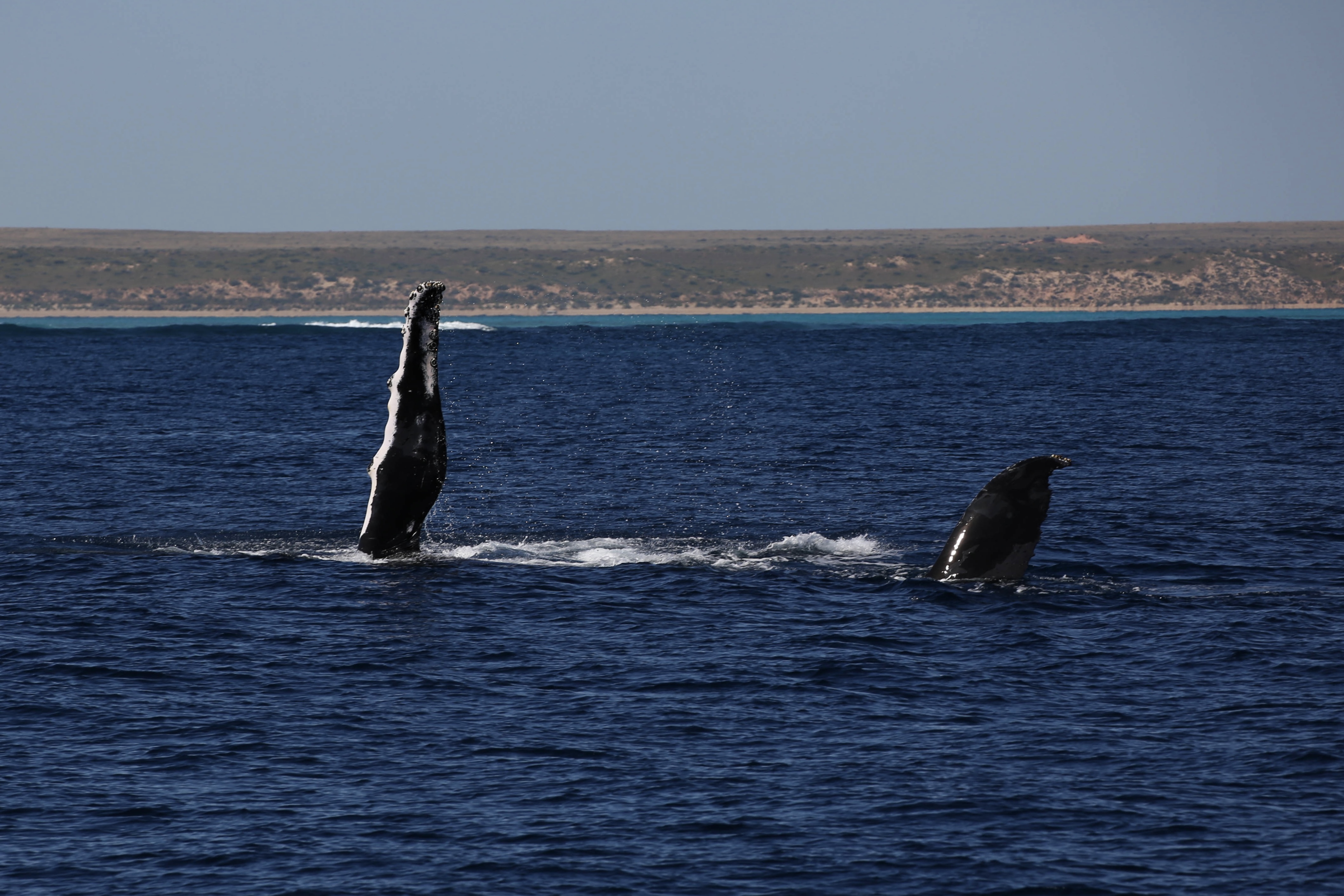 BEST OF NINGALOO MANTAS AND MORE