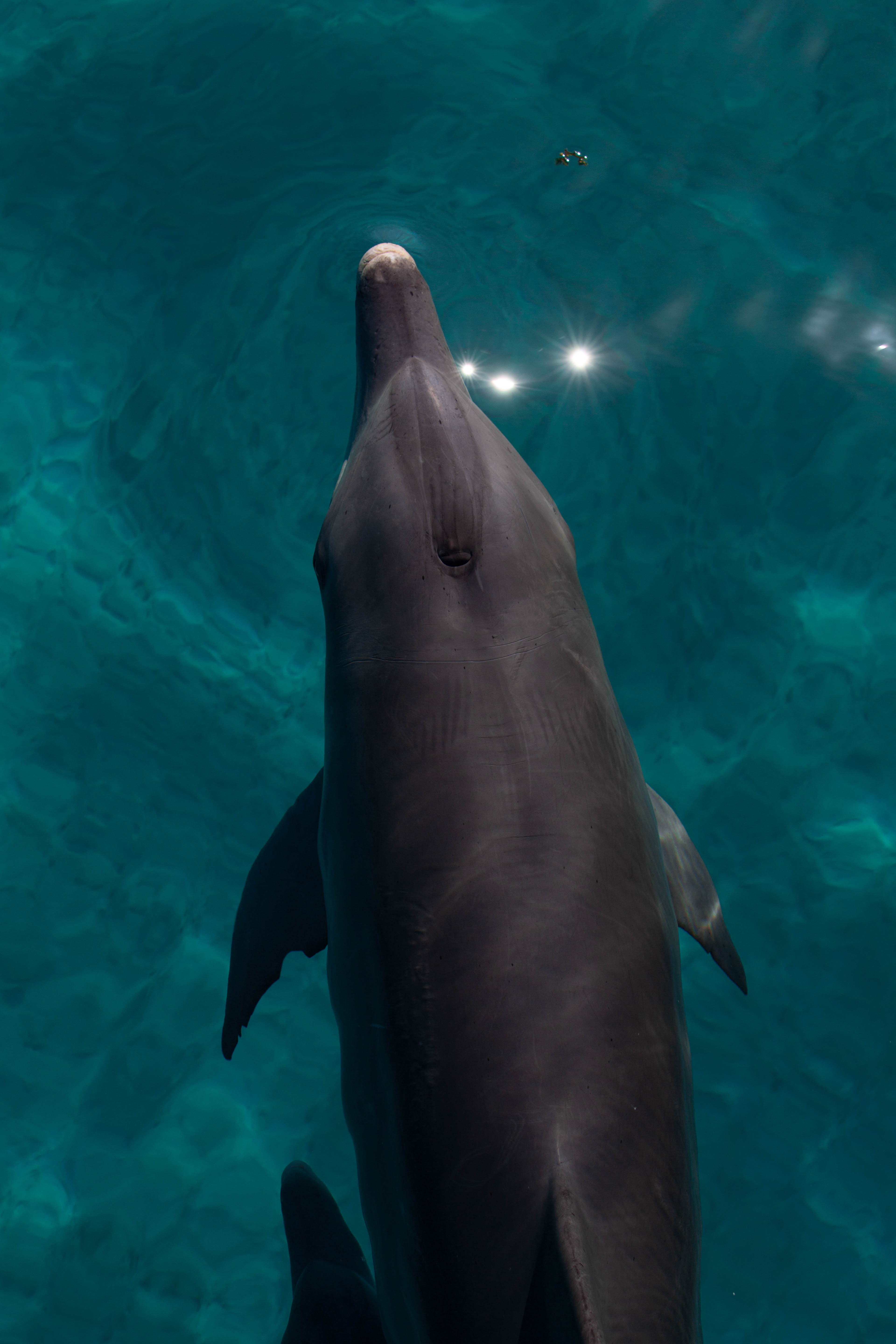 BEST OF NINGALOO MANTAS AND MORE