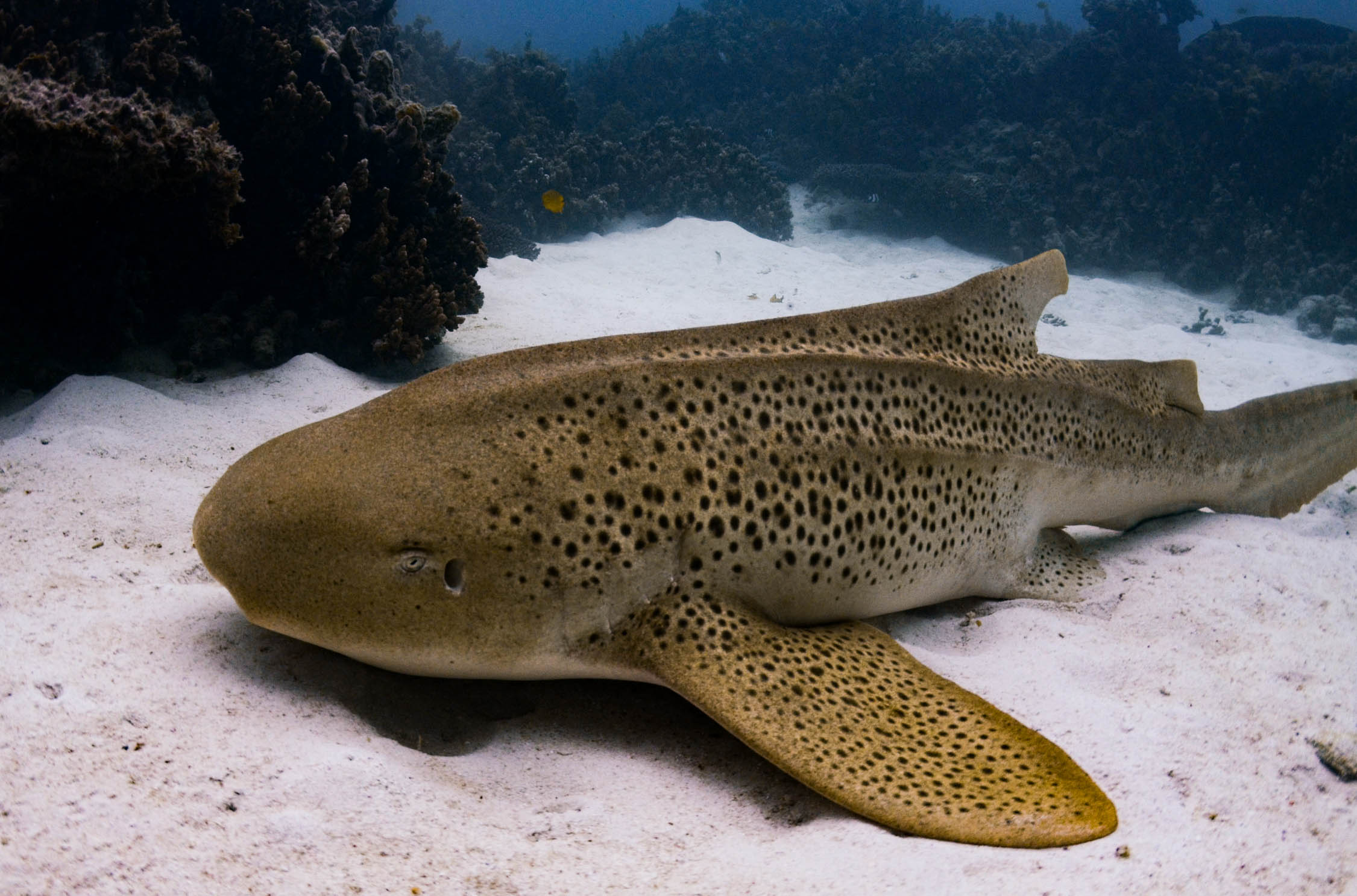 BEST OF NINGALOO MANTAS AND MORE