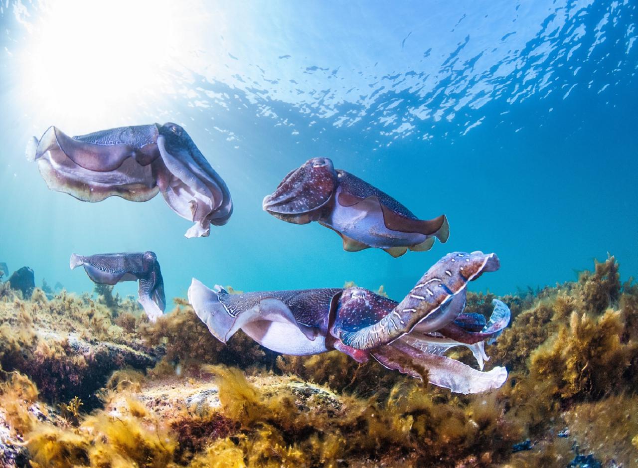 Swim with Giant Cuttlefish Snorkelling Adventure