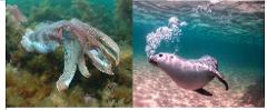 Double adventure: Snorkel with Sea Lions and with Giant Cuttlefish