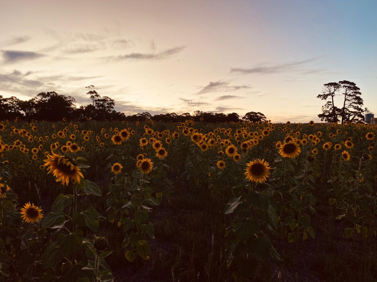 PYO Sunflowers at Atkins Farm - Late Afternoon/Twilight Session - Atkins  Farm Reservations