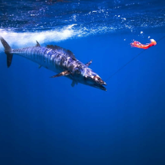 NSW - Fishing Charter!