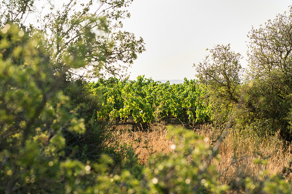 Vivimos el Vino AQUÍ