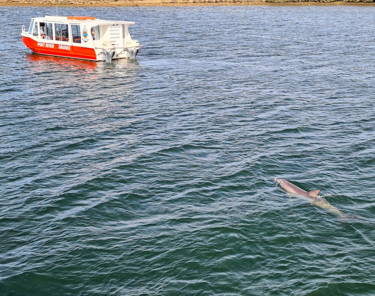 90-minute Maritime & Dolphins Cruise 