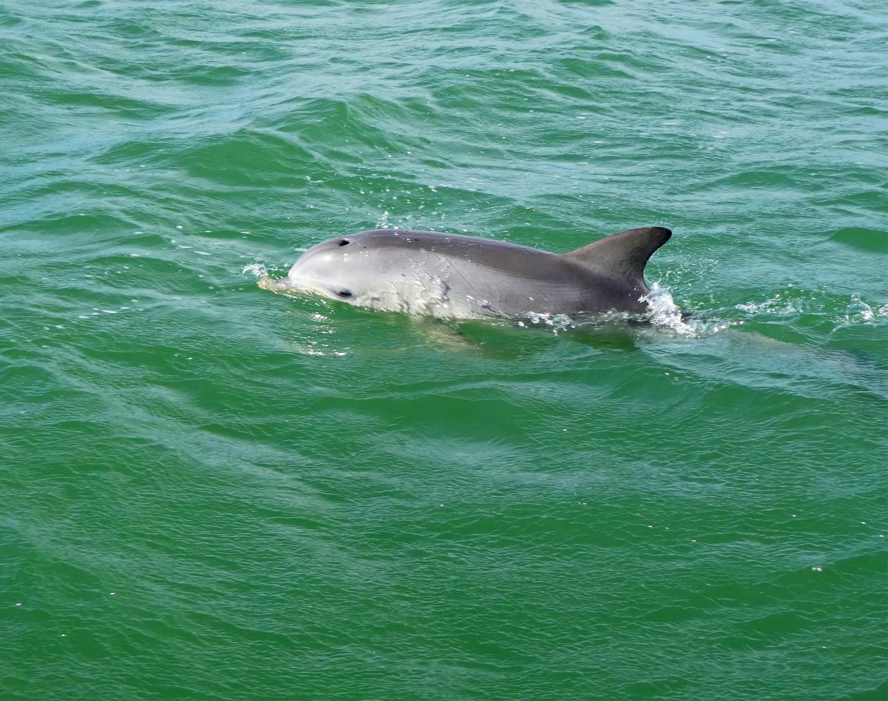 Senior Social Club Dolphin and Maritime Cruise