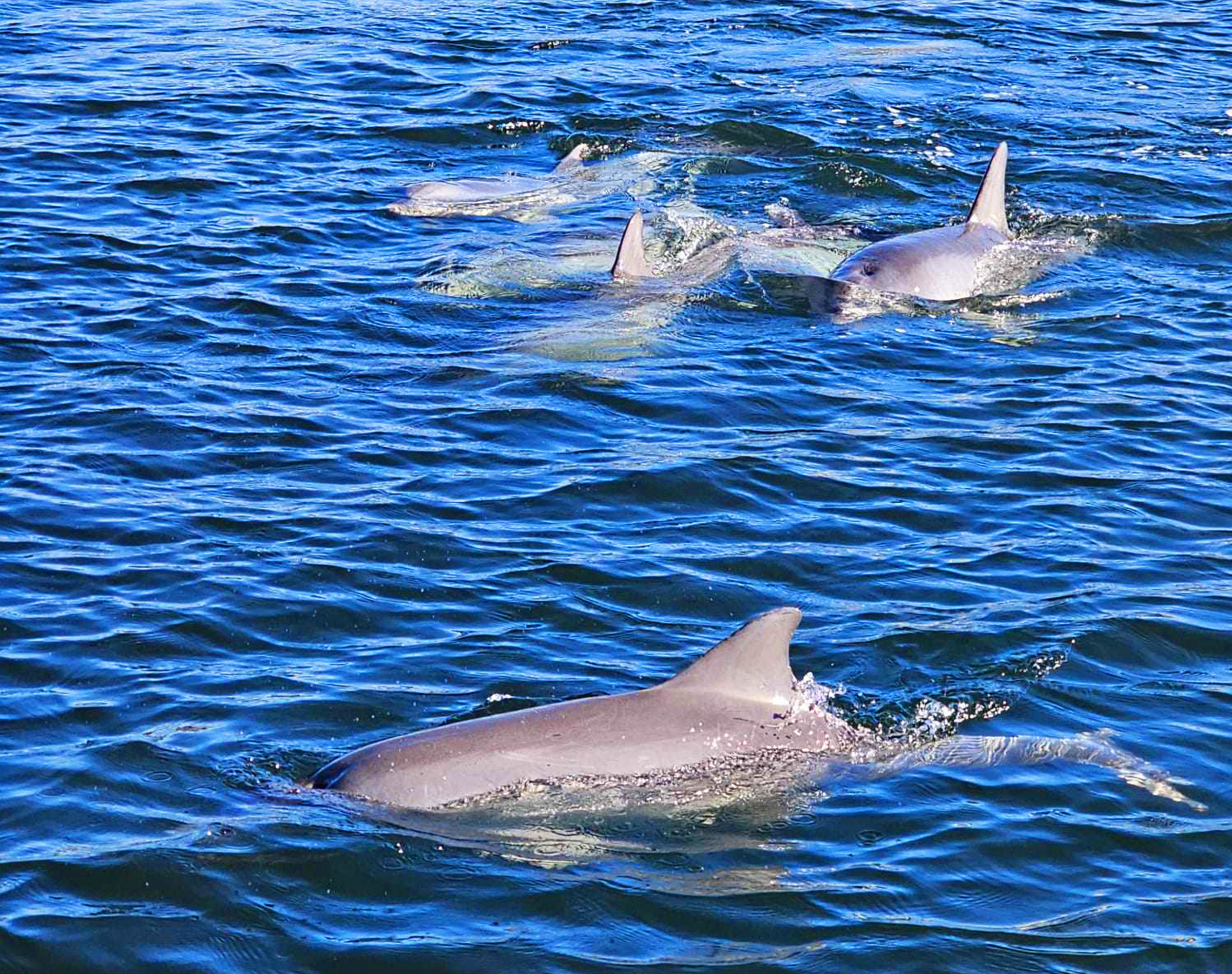 90-minute Port River Dolphin & Ships Graveyard Cruise