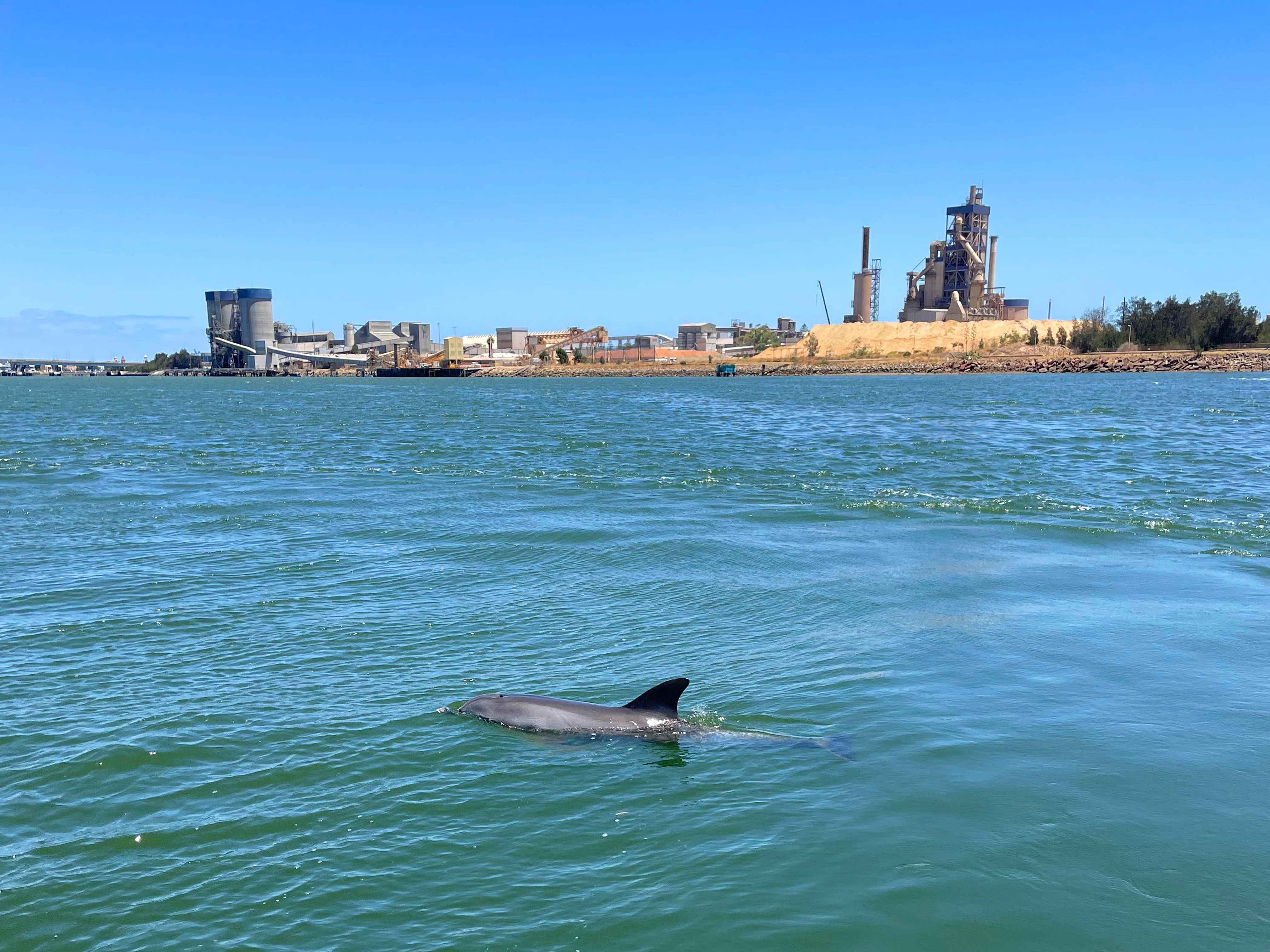 2-Hour Dolphin & Maritime Cruise